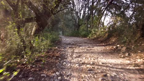 Pull-in-with-Drone-through-path-sorrounded-by-trees-that-create-a-tunnel-in-the-sunset