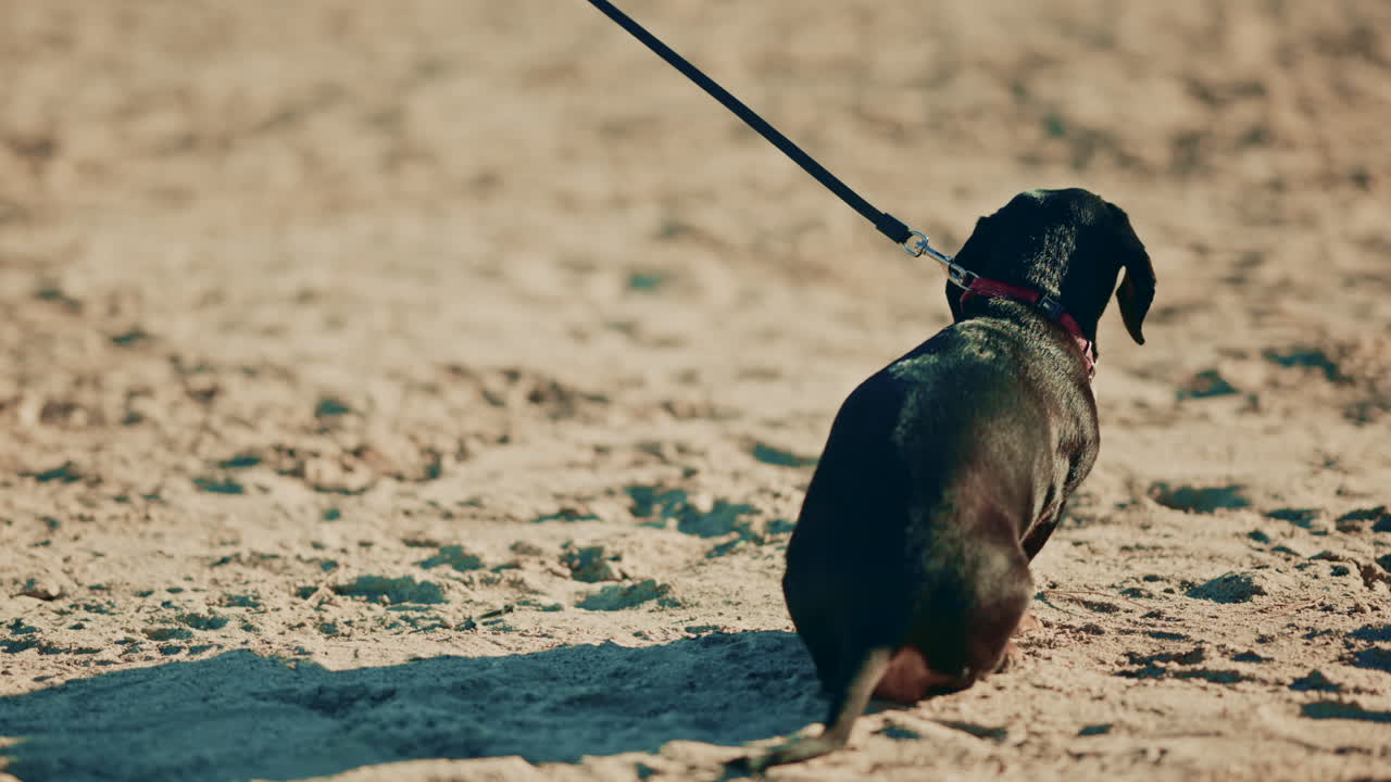 Low angle shot of a dachshund on a lead next to an older men's legs and walking shoes, standing on sunlit sand