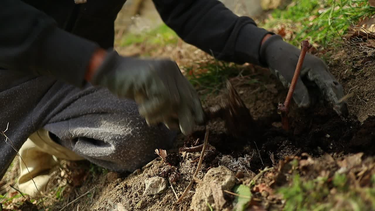 Bonde planter og gjødsler vinstokken, nærbilde