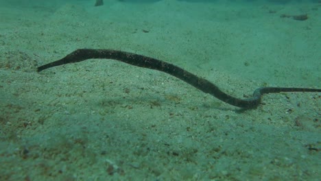 bent stick pipefish rests on the sandy bottom around a coral reef