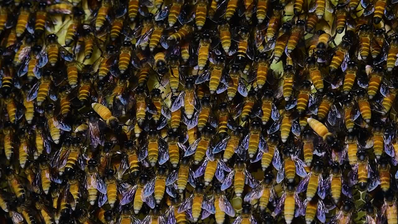 Giant Honey Bees are known to build large colonies of nest with symmetrical pockets made of wax for them to store honey as their food source