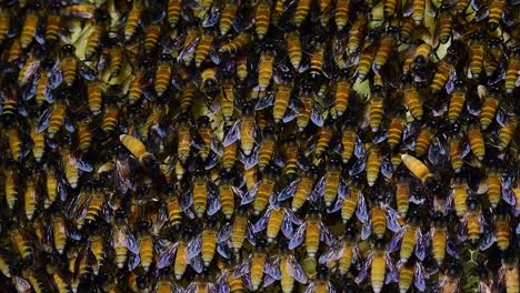 Se-Sabe-Que-Las-Abejas-Melíferas-Gigantes-Construyen-Grandes-Colonias-De-Nidos-Con-Bolsillos-Simétricos-Hechos-De-Cera-Para-Almacenar-Miel-Como-Fuente-De-Alimento.