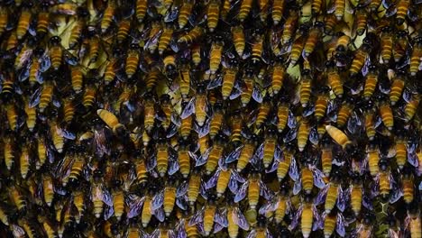 giant honey bees are known to build large colonies of nest with symmetrical pockets made of wax for them to store honey as their food source