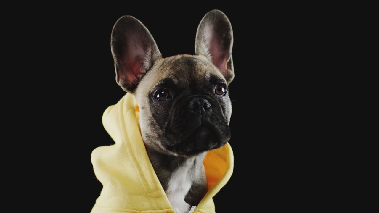 검은 바탕에 후디를 입은 프랑스 불도그 강아지의 스튜디오 초상화