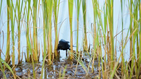 A-wild-Red-Winged-blackbird-wading-moving-between-grass-stems-near-water-in-Colorado,-USA