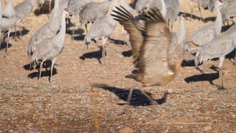 This-is-a-video-of-some-sandhill-cranes-walking-and-flyaway-in-a-flooded-field