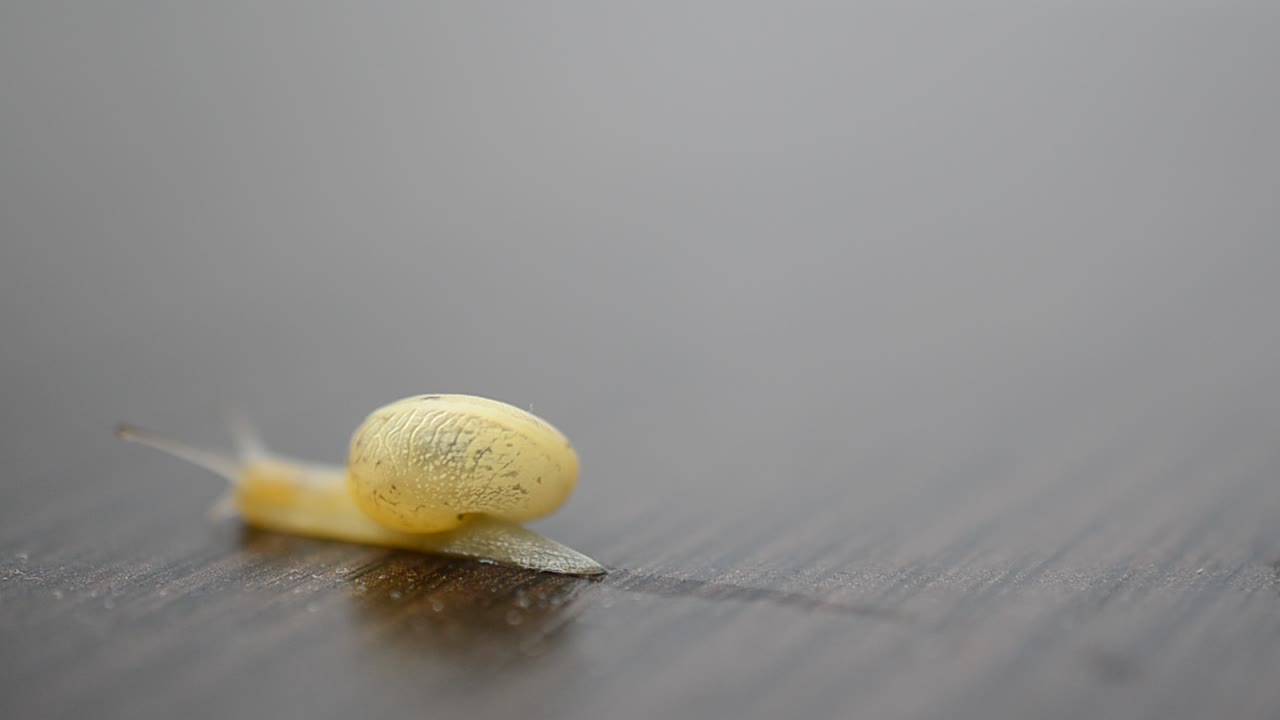 Snail and business. Slow advance in business