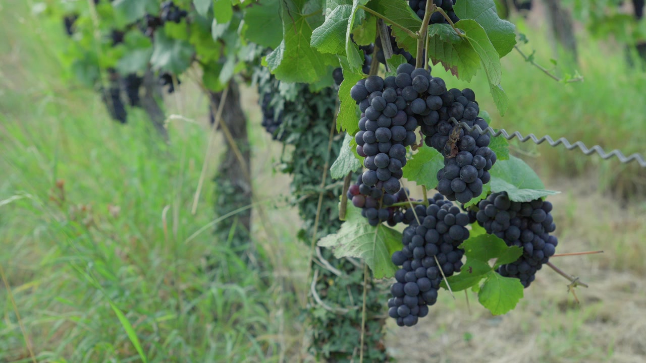Primo piano di grappoli d'uva maturi sulla vite