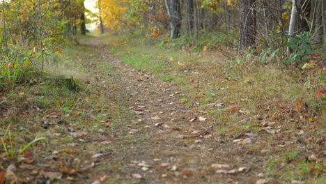 Leaf-littered-pathway-winding-through-autumn-woods