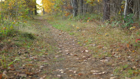 un camino cubierto de hojas que serpentea a través de los bosques de otoño