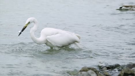 a big bird catching quickly a swimming fish near the shore of balaton lake