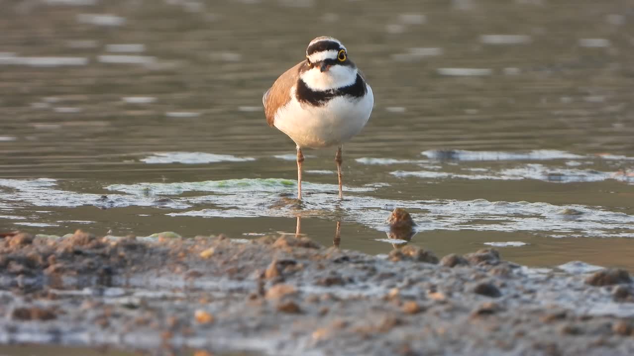 птица ржанка в озере в поисках пищи .