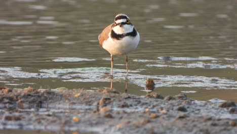 semipalmated plover bird in lake searching for a food .