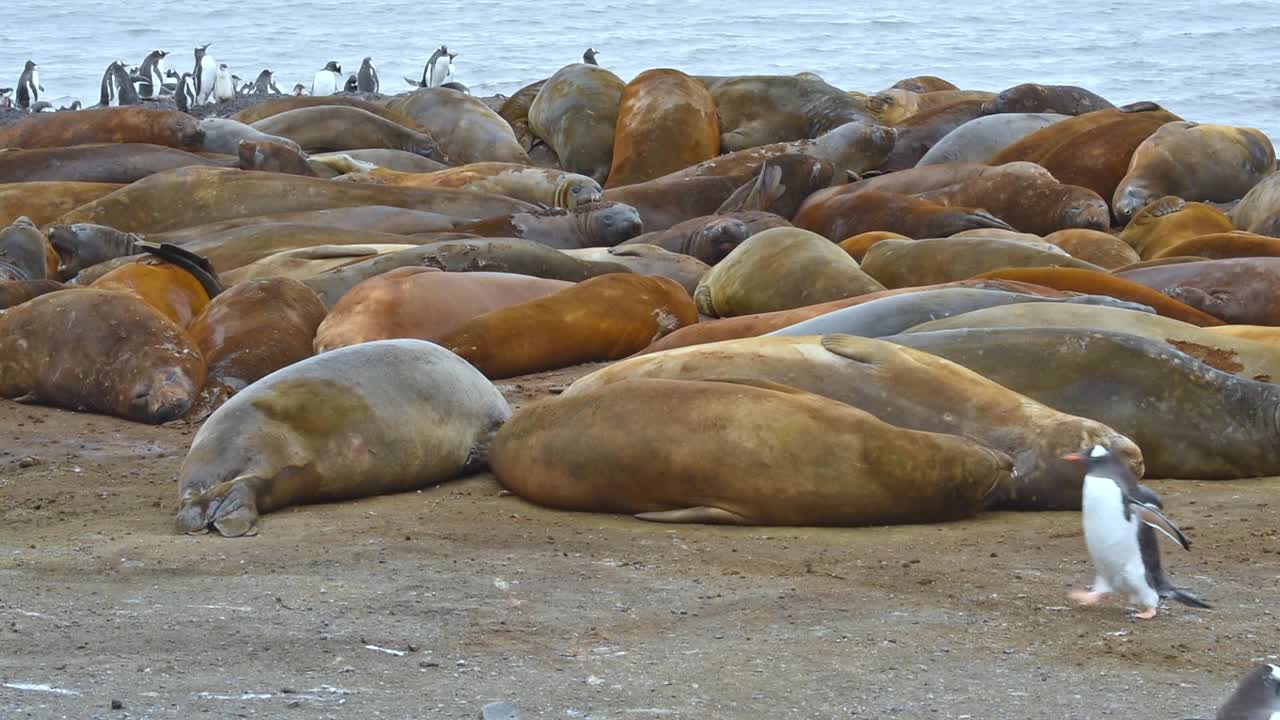 리빙스톤 섬의 코끼리 바다표범 앞에서 교차하는 남극 젠투 펭귄