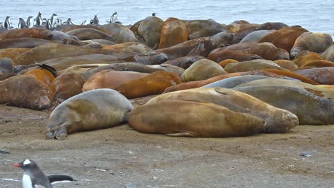 Antarctica-Gentoo-penguins-cross-in-front-of-Elephant-Seals-on-Livingstone-Island