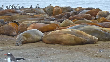 los pingüinos gentoo de la antártida se cruzan frente a los elefantes marinos en la isla de livingstone.