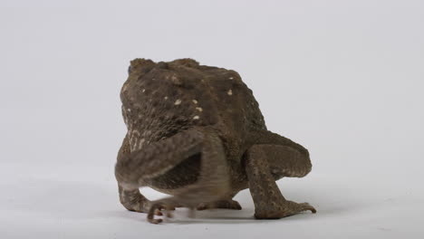 Cane-Toad-Marine-Toad-side-profile-turns-around-to-show-back---isolated-on-white