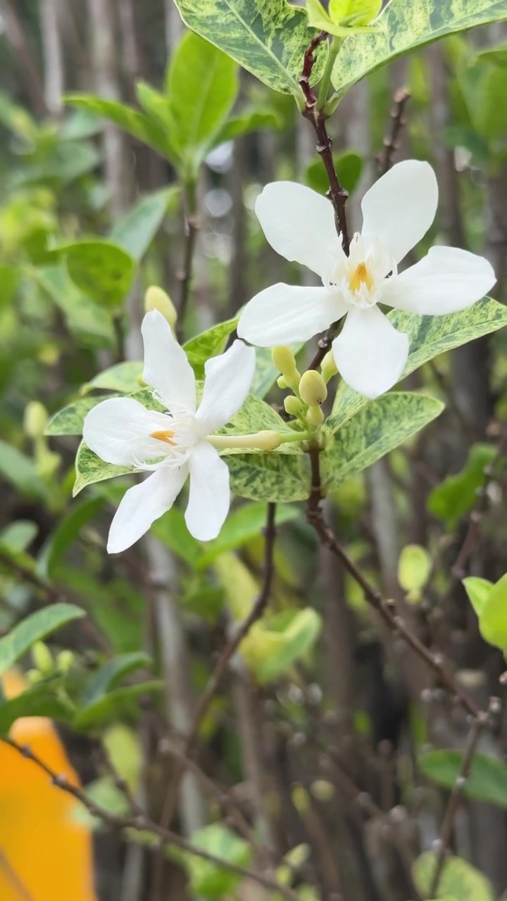 Due fiori bianchi di Wrightia Religiosa che sbocciano su un arbusto variegato
