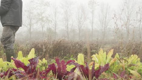 A-Vegetable-Farmer-Walks-In-A-Field-Of-Crops-During-Harvest-Season