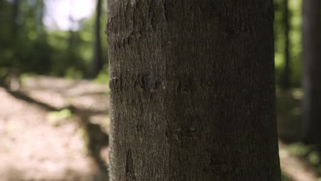 close-up on a tree in the forest during the day