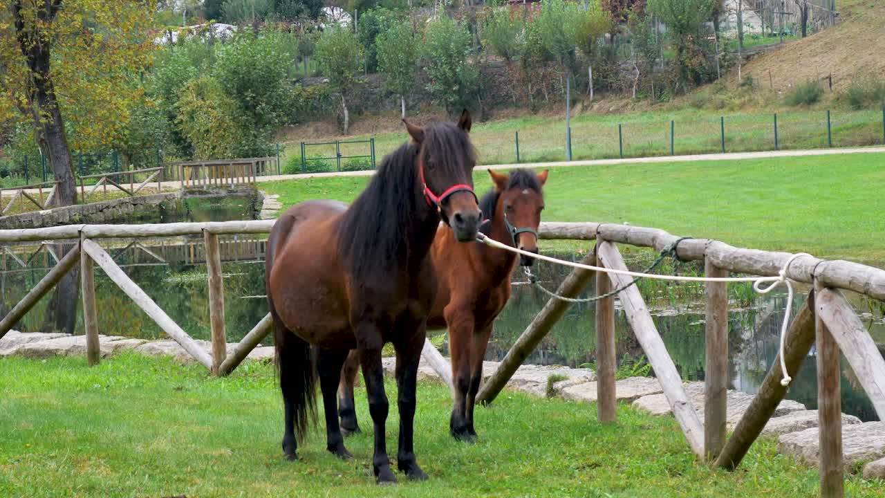 caballos marrones, caballo bebé y semental pastando en la hierba