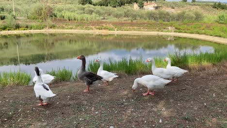 a group of white and gray geese walk by a pond in the hills of prato, tuscany