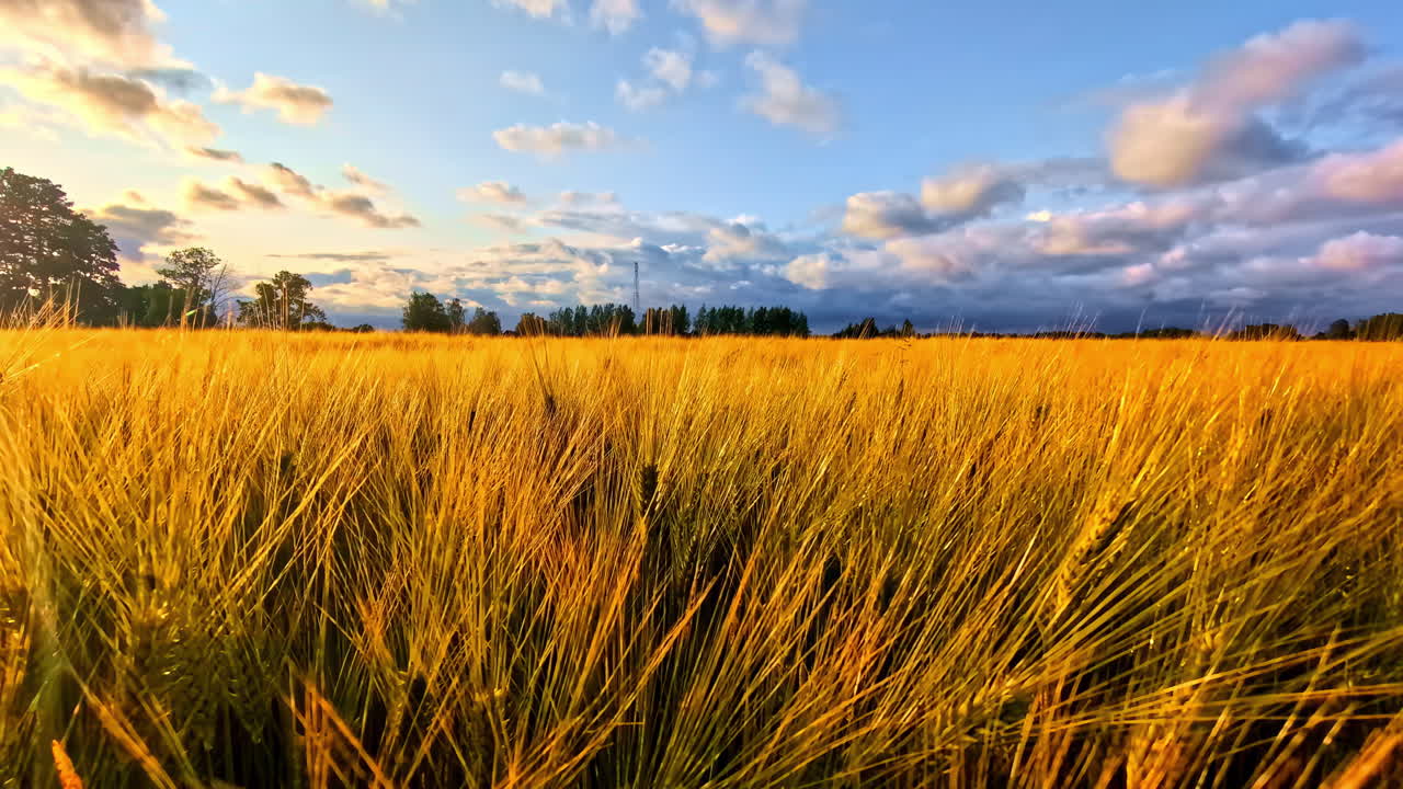 Wide Golden Barley Field Under Partly Cloudy Sky During Late Summer Afternoon