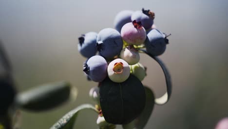 Schöne-Bio-Heidelbeeren-In-Südafrika