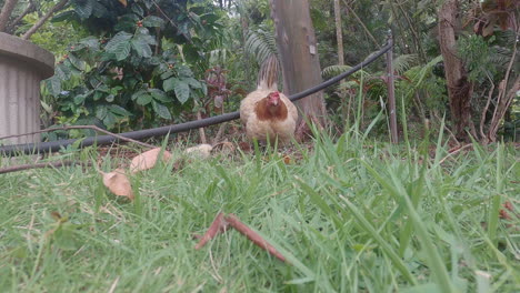 Hen with her baby chicks in the grass
