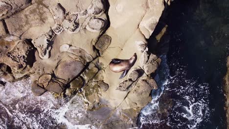 Aerial-view-of-Sea-Lion-sleeping-and-sun-bathing-on-rocks-at-La-Jolla-next-to-the-ocean