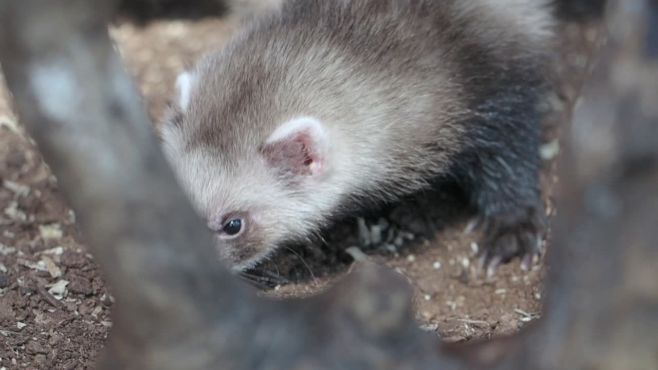 Ferret in its enclosure