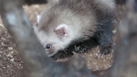 ferret in its enclosure