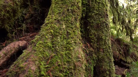 redwood forest with mossy trees