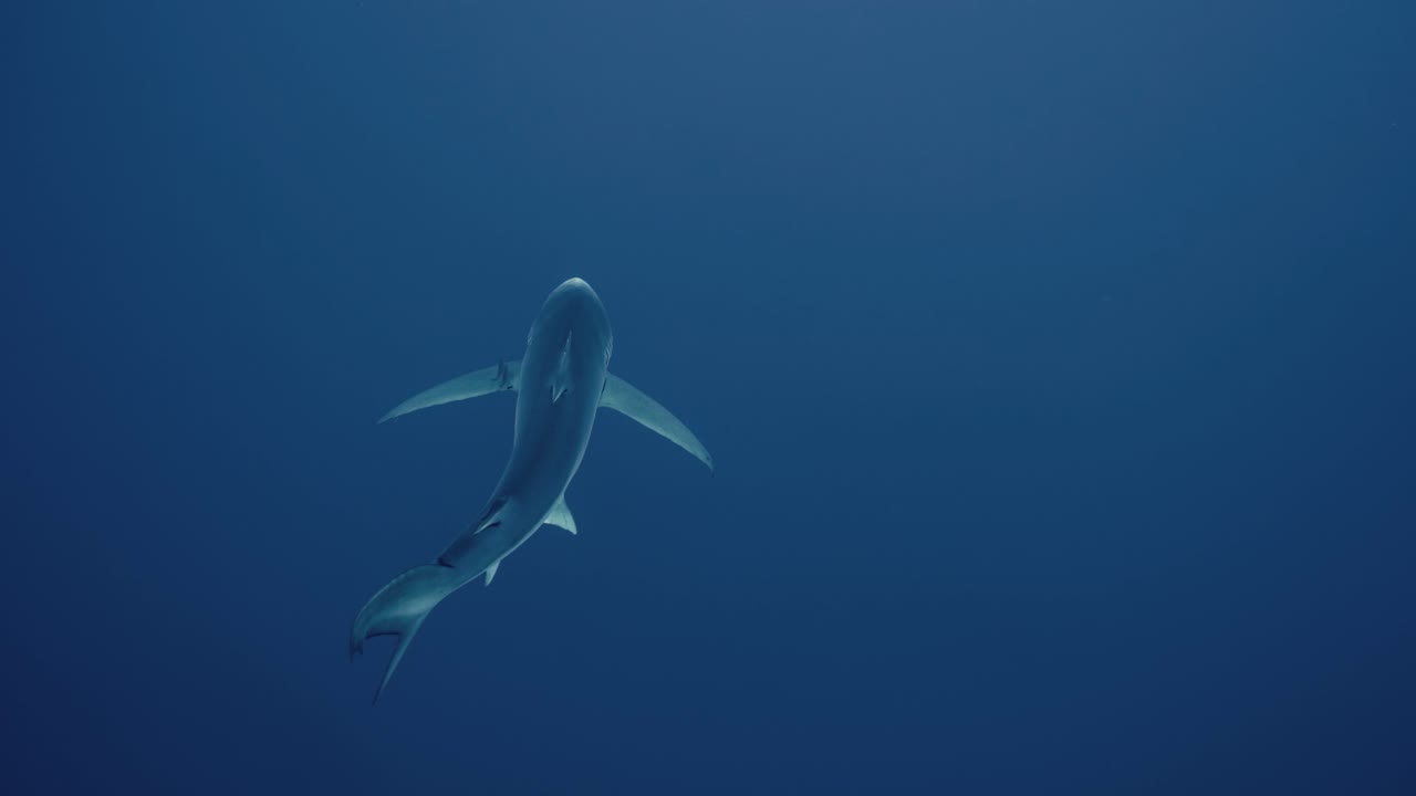 toma superior de un gran tiburón azul nadando en el agua azul abierta lejos del buzo