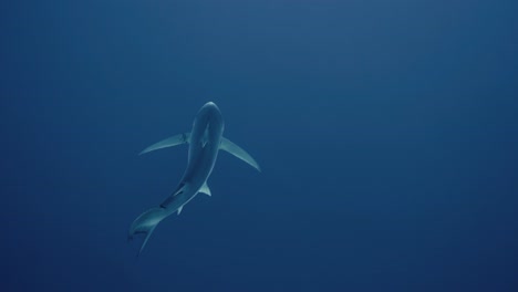 toma superior de un gran tiburón azul nadando en el agua azul abierta lejos del buzo