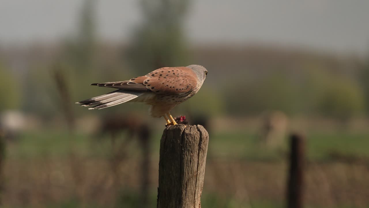 alimentación de halcones de patas rojas