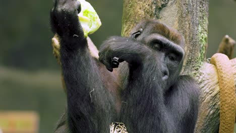 un gorila sentado en una piedra mientras está en un zoológico local