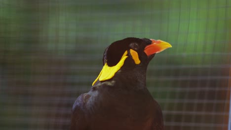 indonesian beo gracula bird or gracula venerata stretches orange beak and yellow feathers