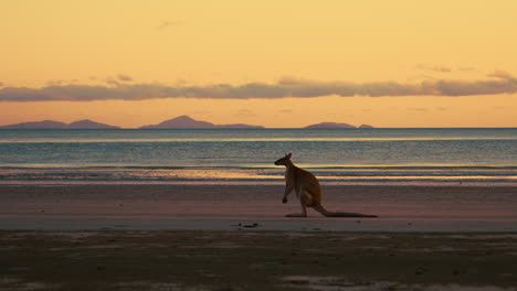 Wildes-Wallaby-Känguru-Am-Meer-Am-Sandstrand-Im-Cape-Hillsborough-National-Park,-Queensland-Bei-Sonnenaufgang