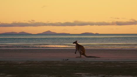wild wallaby kangaroo by the sea at sandy beach at cape hillsborough national park, queensland at sunrise