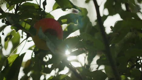 close up shot of an apple hanging on a tree in early october, late september