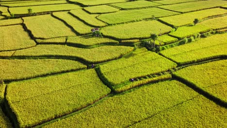 Traditional-Farmer-Working-Rice-Field---Unrecognizable-Person