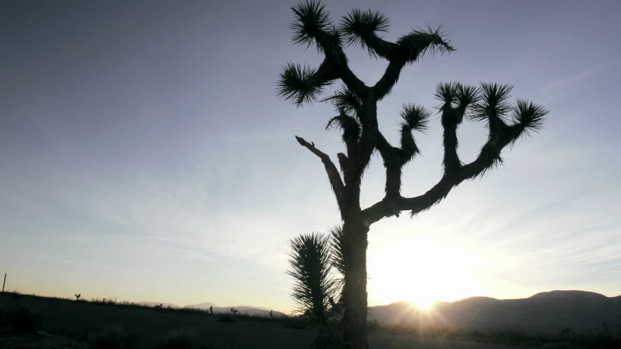 사막 에서 자라는 토스