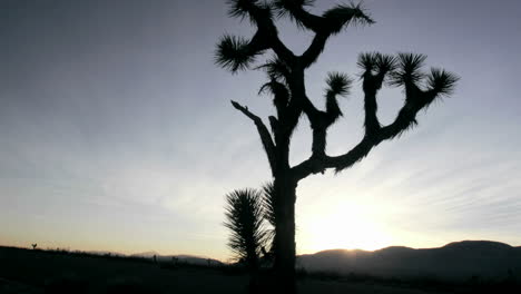 a cactus grows in the desert