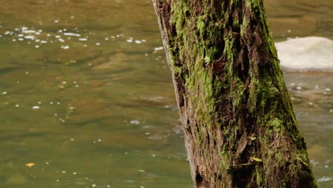 威薩希康溪 (wissahickon creek) 流過一棵樹