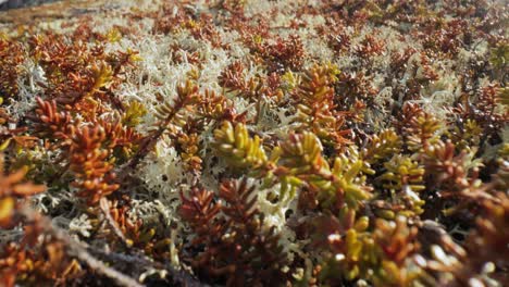 arctic tundra lichen moss close-up. found primarily in areas of arctic tundra, alpine tundra, it is extremely cold-hardy. cladonia rangiferina, also known as reindeer cup lichen.