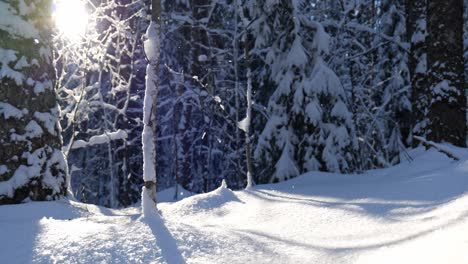 bosque de invierno cubierto de nieve bajo la luz del sol
