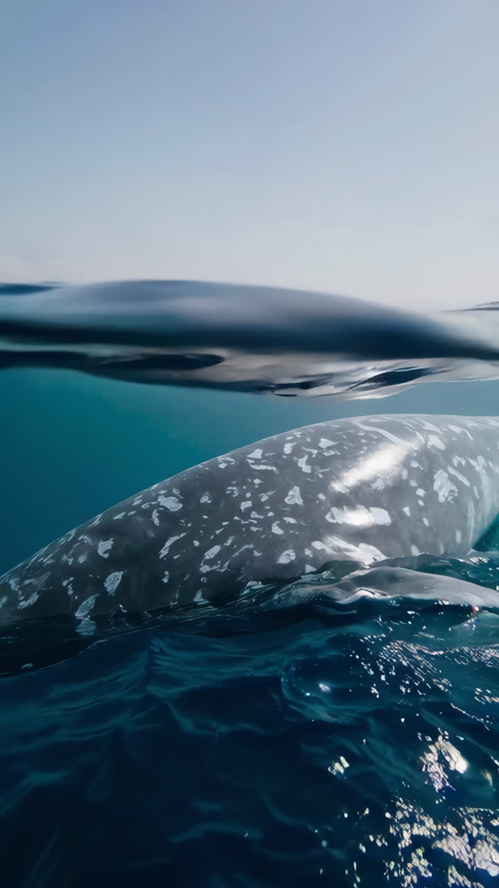 Underwater Whale Encounter