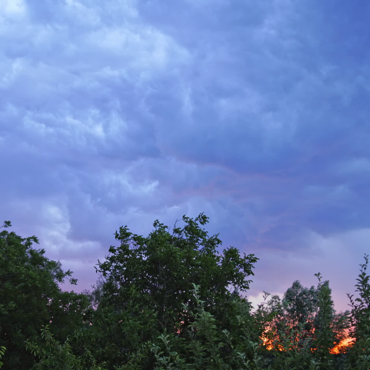 Wind shakes green trees before the rain outdoors. Lightning sparkles in the sky with many clouds under the tops of trees in the evening.