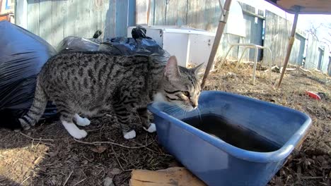 slow motion - tabby cat drinking water out of a blue bucket in the backyard of a home on a sunny day